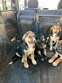 Cuccioli mix di razza