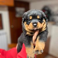 Cuccioli rottweiler pedigree