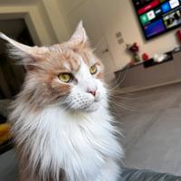 Gatto maine coon 7 anni