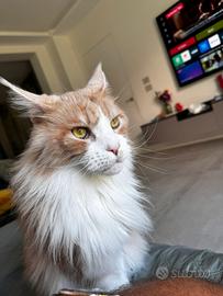 Gatto maine coon 7 anni