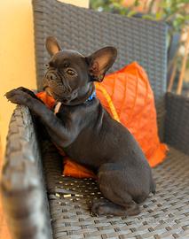 Bulldog Francese