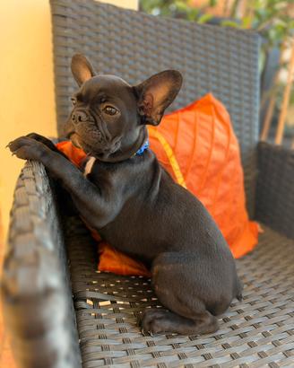 Bulldog Francese