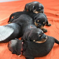 Cuccioli maschi di rottweiler