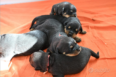 Cuccioli maschi di rottweiler