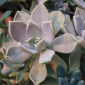 10 foglie di Graptopetalum paraguayense