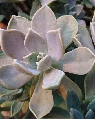 10 foglie di Graptopetalum paraguayense