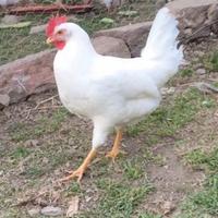 Galline livornesi