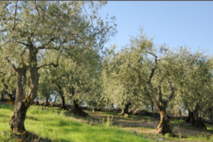 Vendita di vari uliveti
