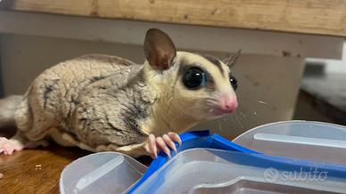 Petauri dello zucchero