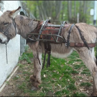 Basto esercito svizzero