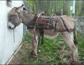 Basto esercito svizzero