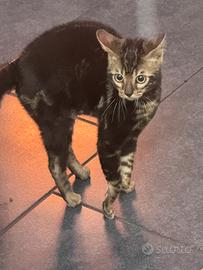 Bengala di altissima genealogia di rara bellezza