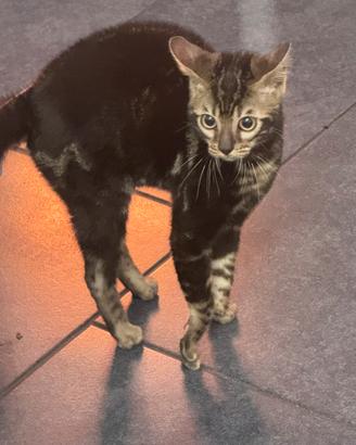 Bengala di altissima genealogia di rara bellezza