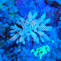 Coralli e pesci tropicali