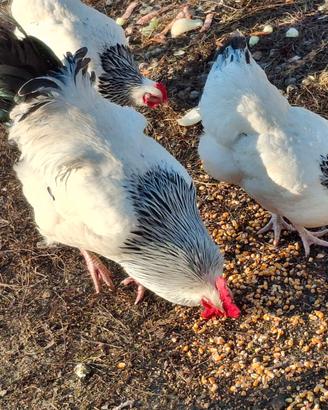Galline