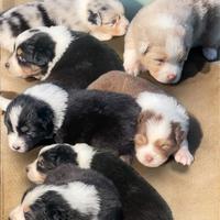 Pastore australiano Australian Shepherd cuccioli