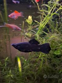 Black Molly