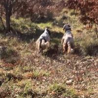 Setter inglese da caccia