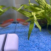 Pesce tropicale