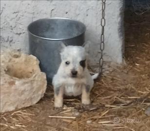 Australian cattle dog