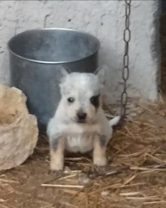 Australian cattle dog