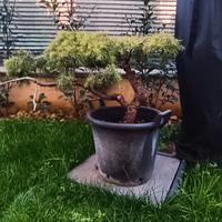 Pre Bonsai Cedro