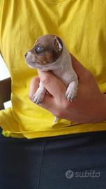 Cucciolo chihuahua