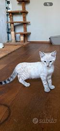 Cuccioli bengala Snow Pedegree aperto
