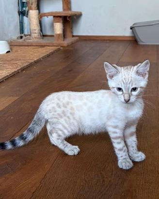 Cuccioli bengala Snow Pedegree aperto