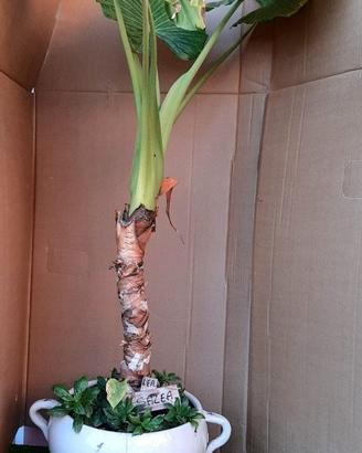 Pianta con vaso