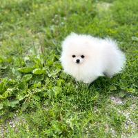 Spitz Tedesco Nano ( Pomerania