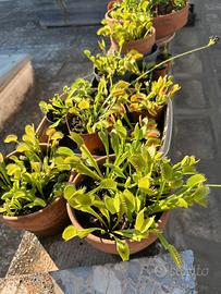 Dionaea muscipulae
