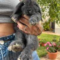 Conigli nani ariete vaccinati ?