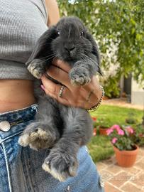 Conigli nani ariete vaccinati ?