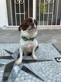 Chihuahua toy