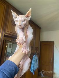 Gatti Sphynx