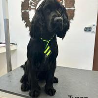 Cocker spaniel 1 maschio e 1 femmina