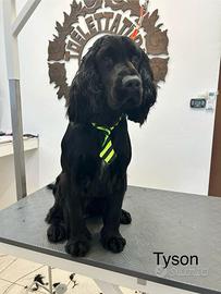 Cocker maschio e 2 femmine