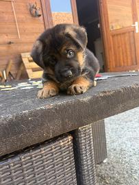 Cuccioli pastore tedesco