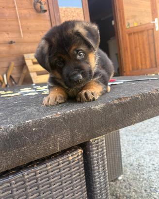 Cuccioli pastore tedesco
