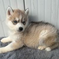 Siberiana Husky con Pedigree Meravigliosi