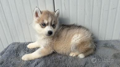 Siberiana Husky con Pedigree Meravigliosi