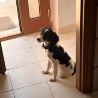 Cucciolone di Riccio di miniato