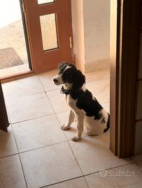 Cucciolone di Riccio di miniato