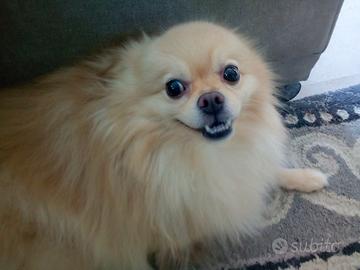 Compagna x il mio Lucky uno Spitz di pomerania