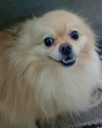 Compagna x il mio Lucky uno Spitz di pomerania
