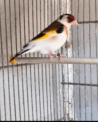 Cardellina pezzata femmina