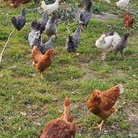 Galline ovaiole varie razze