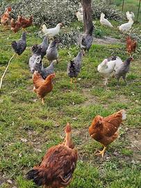 Galline ovaiole varie razze