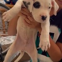 Dogo argentino maschio